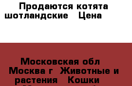 Продаются котята шотландские › Цена ­ 3 000 - Московская обл., Москва г. Животные и растения » Кошки   . Московская обл.,Москва г.